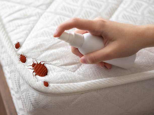 Best Bed Bug Extermination  in San Augustine, TX